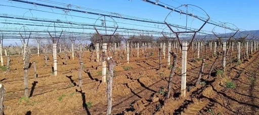 &Uuml;z&uuml;m &uuml;reticisi yenilik peşinde
