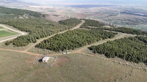 Vahşi cinayet zanlısı &ouml;nce boğmuş sonra 2 g&uuml;n art arda yakmış
