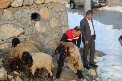 Vahşi hayvan saldırısında 35 koyun telef oldu, devlet yaraları sardı
