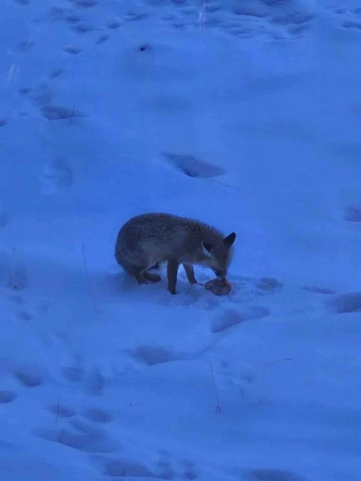 Valilik bah&ccedil;esindeki davetsiz misafir g&uuml;l&uuml;msetti
