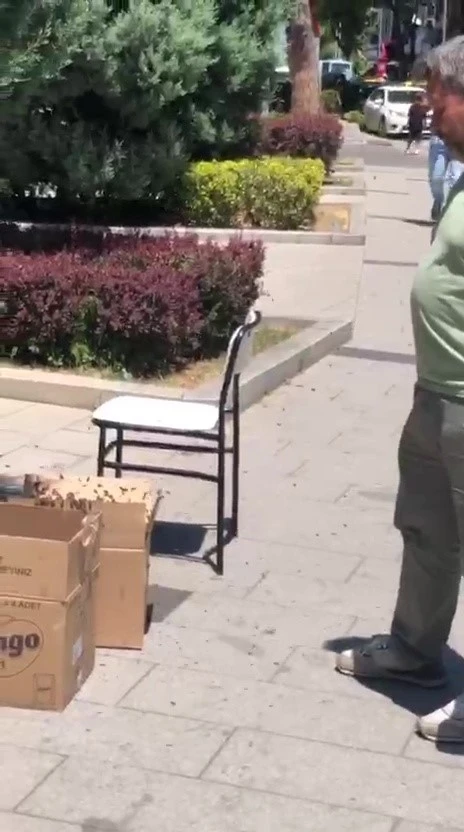 Valilik binası çevresinde süs ağacına kümelenen arılar tedirgin etti
