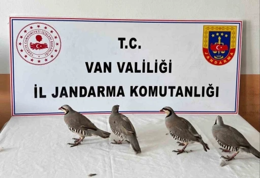 Van&rsquo;da 4 keklik ele ge&ccedil;irildi
