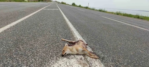 Van’da araçların çarptığı iki tilki telef oldu
