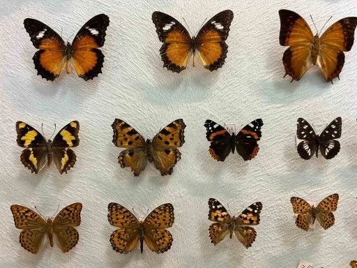 Van’da binlerce kelebeğin korunduğu araştırma koleksiyonu büyüyor
