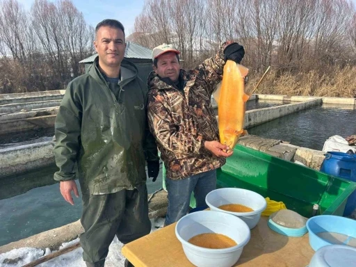 Van&rsquo;da binlerce ton kapasiteli tesislerde alabalık sağımı başladı
