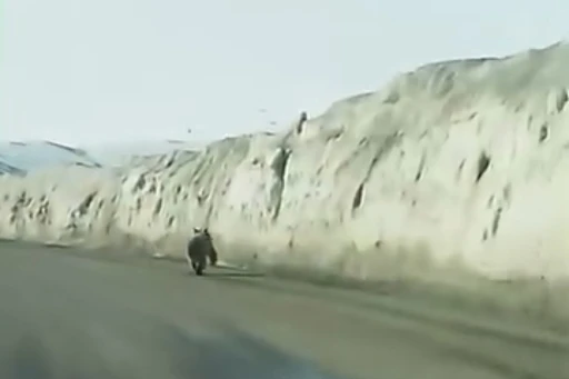 Van&rsquo;da kara yoluna inen ayı kameraya yansıdı
