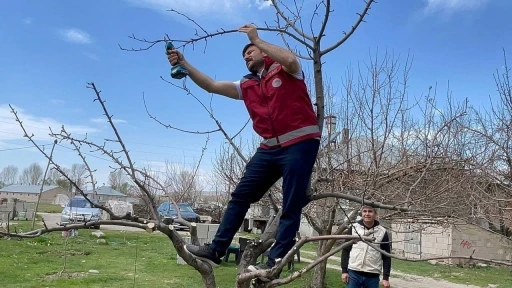 Van’da meyve ağaçları için budama eğitimi
