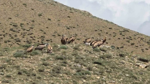 Van&rsquo;da s&uuml;r&uuml; halinde g&ouml;r&uuml;len kızıl akbabalar doğaseverleri heyecanlandırdı
