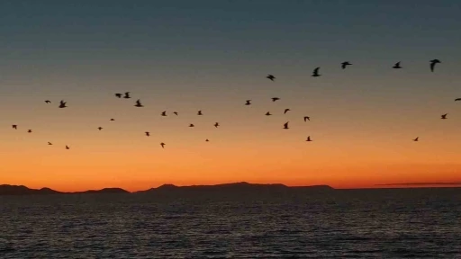 Van Gölü sahillerinde kuşların akşam göçü
