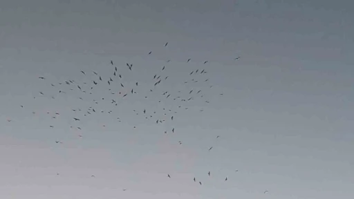 Van Gölü üzerinde kuş sürüsünün görsel şöleni
