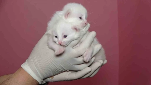 Van Kedi Villası&rsquo;nda bu yıl 120 yavru d&uuml;nyaya geldi
