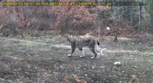 Vaşak ve karaca yavrusu fotokapanla g&ouml;r&uuml;nt&uuml;lendi
