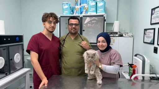 Veterinerde deprem etkisi yapan kedi T&uuml;rkiye&rsquo;nin g&uuml;ndeminde
