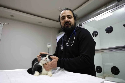 Veterinerler yangında yaralanan 11 kedinin g&ouml;n&uuml;ll&uuml; tedavisini &uuml;stlendi
