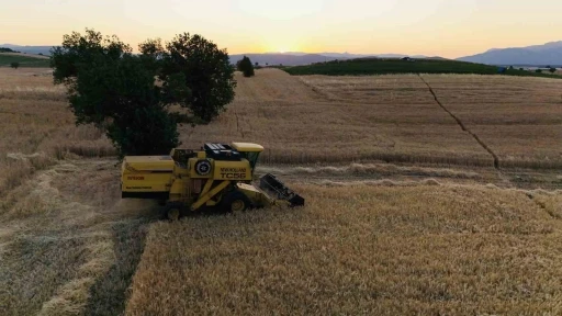 Vezirköprü’de buğday hasadı başladı
