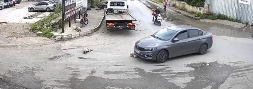 Vicdansız Sürücü Yatan Köpeğin Üzerinden Geçti