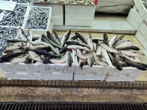 Soğuyan Deniz Suyu, Kefal Avını Artırdı