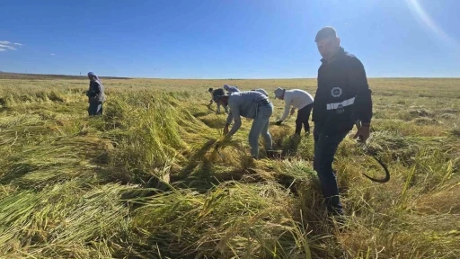 Volkanik arazide yetiştirilen Karacadağ pirinci zengin mineral oranıyla dikkat çekiyor

