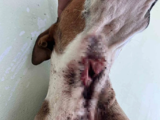 Aç Kalan Domuz Sürüsü Köpeklere Saldırdı