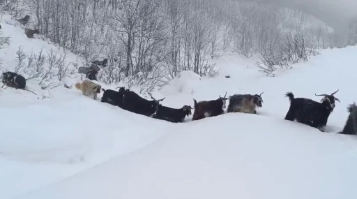 Yaban domuzunun saldırısına uğrayan &ccedil;oban kameraya yansıdı
