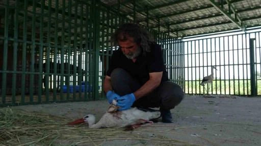 Yaban hayvanlarının &rsquo;kreş&rsquo; d&ouml;nemi tamamlandı: &Ouml;ks&uuml;z yavrular rehabilitasyonun ardından doğaya bırakıldı
