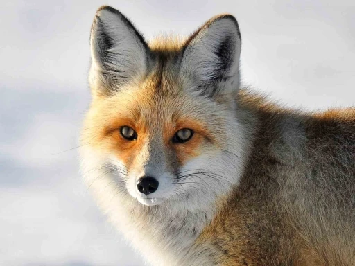 Yaban hayvanlarının yerleşim yerlerine inmesi endişelendiriyor
