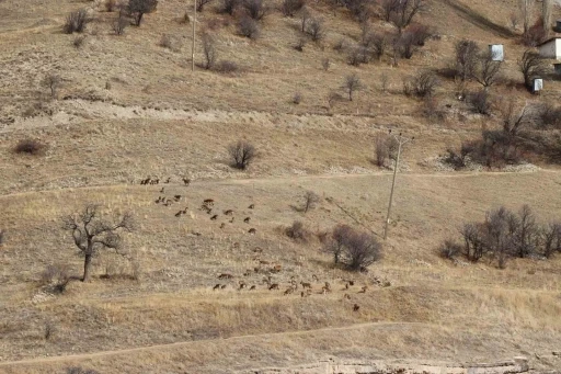 Yaban keçileri tek tek sayılıyor
