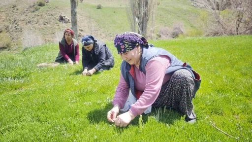 Yabani otların arasından &ouml;zenle se&ccedil;ilerek, jilet yardımıyla tek tek toplanıyor
