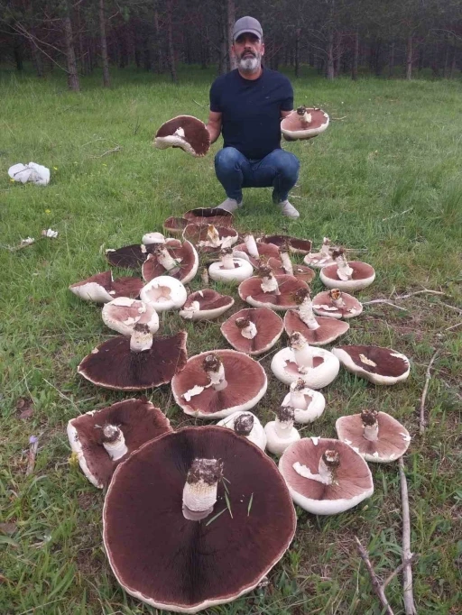 Yağmur sonrası meralar mantarla doldu
