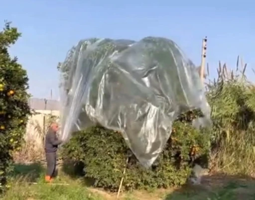 Yağmurda mandalinaya naylonlu koruma
