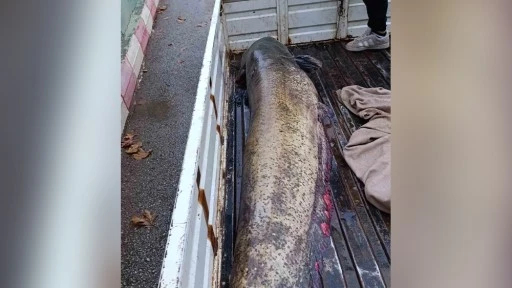 Yakalanan 65 kiloluk dev balık, görenleri şaşkına çevirdi