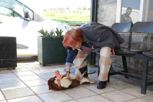 Yalova&rsquo;da Cevriye teyze can dostu ile duygulandıran buluşma
