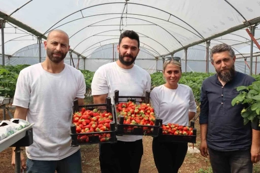 Yalova’da topraksız tarım serasında çilek üretimine başlandı
