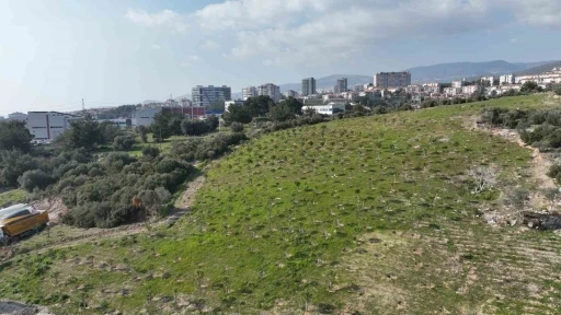 Yamanlar yangınında zarar gören ağaçlar yaşama tutundu
