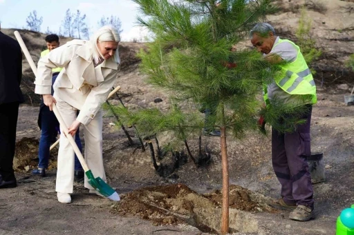 Yangın bölgesinde ilk fidanlar toprakla buluştu
