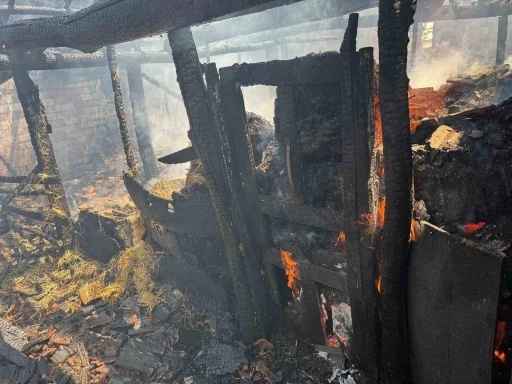 Yaprak pişirilirken çıkan yangın ahıra sıçradı, 7 büyükbaş hayvan telef oldu
