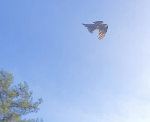 Yaralı atamaca tedavisi ardından yeniden doğal ortamında
