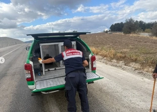 Yaralı atmacaya jandarma sahip çıktı

