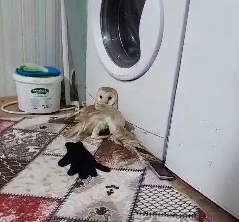 Yaralı baykuş tedavi altına alındı
