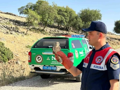 Yaralı bulunan Kerkenez kuşu koruma altına alındı
