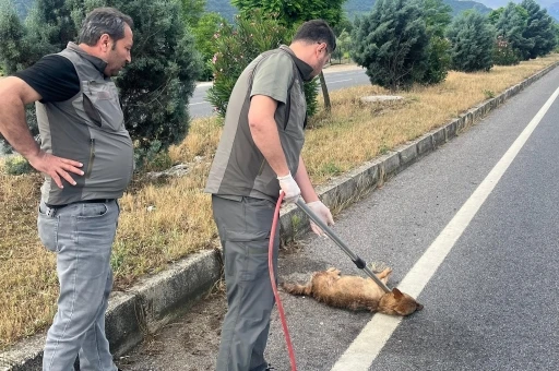 Yaralı &ccedil;akal tedavi altına alındı
