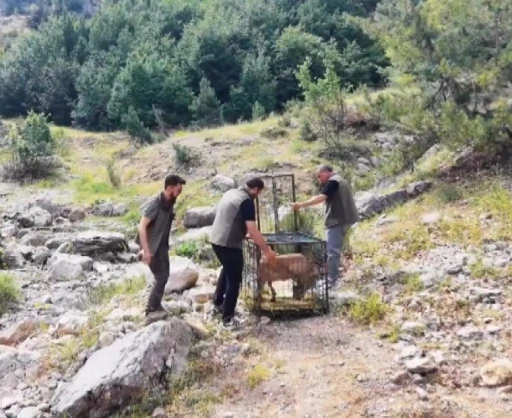 Yaralı dağ ke&ccedil;isi tedavisinin ardından doğaya bırakıldı
