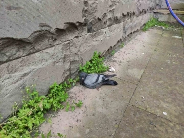 Yaralı güvercine şefkat eli
