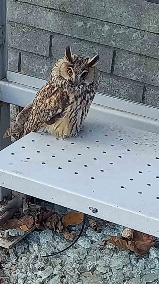 Yaralı halde bulunan kulaklı orman baykuşu koruma altına alındı
