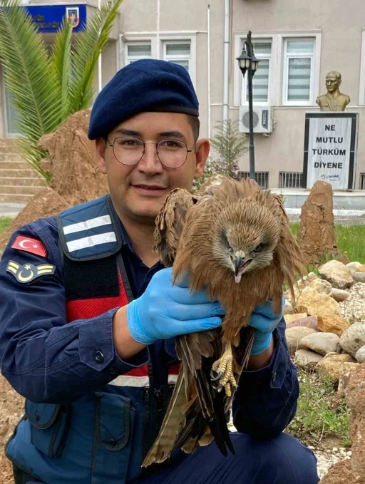 Yaralı kızıl şahin tedavi altına alındı
