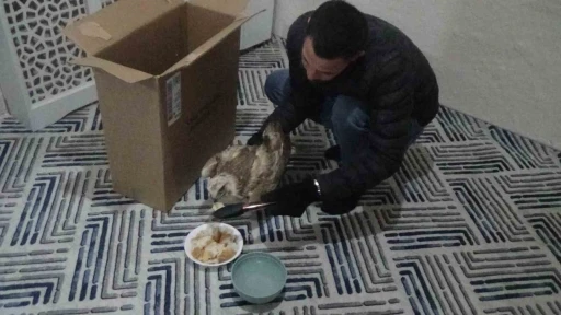 Yaralı kızıl şahini hayvanlara yem olması diye evine g&ouml;t&uuml;r&uuml;p ekiplere teslim etti
