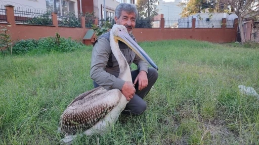 Yaralı pelikanın y&uuml;rek ısıtan dostluğu
