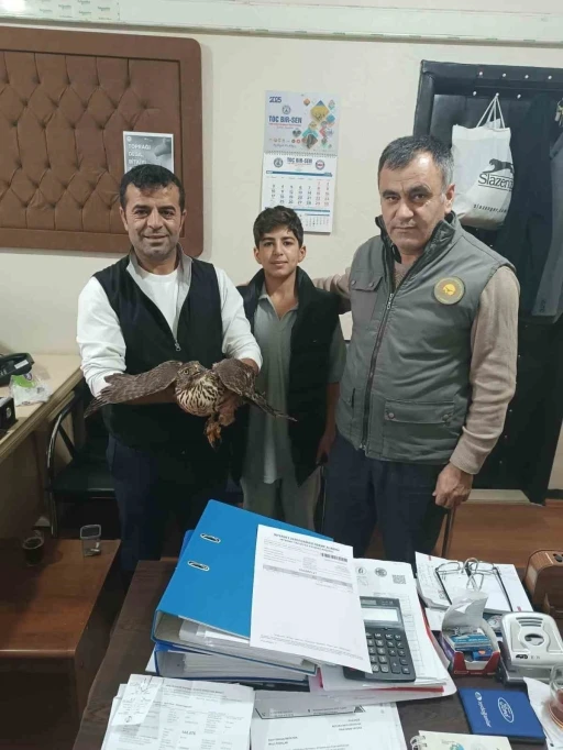 Yaralı şahin tedavi altına alındı
