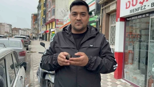 Yaralı sandığı ebabili evinde besledi, daha sonra doğaya bıraktı
