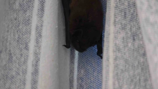 Yarasa balkon perdesini yuvaya d&ouml;n&uuml;şt&uuml;rd&uuml;, ev sahibi &lsquo;Batman&rsquo; adını verdi

